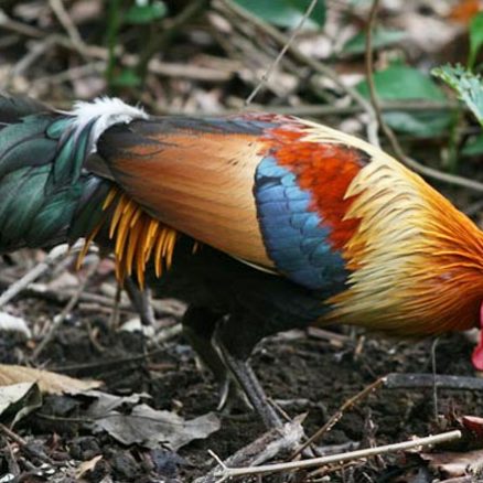 Jungle-Fowls-Gomarda-Wildlife-2312